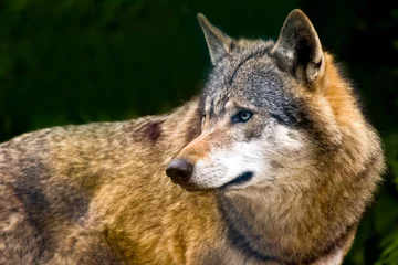 Papier Peint photo autocollant Loup Alerte au loup gris et en regardant autour