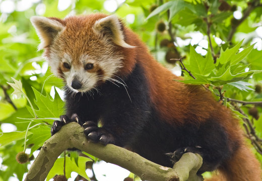 Fototapeta Red Pandas live in the Himalayas and southwest of China