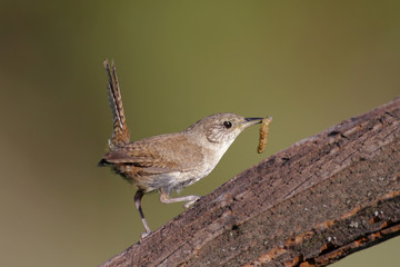 House Wren (troglodytes aedon) on a perch with a worm