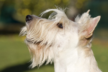 magnifique tête de profil de scottish terrier froment