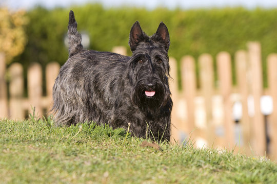 scottish terrier bring&eacute; de trois quart