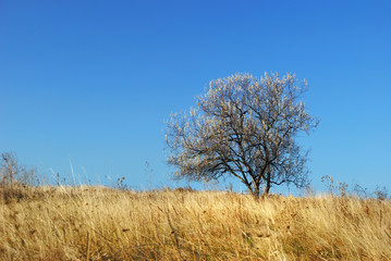 Tree on a meadow