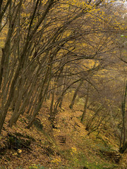 sentier et escaliers dans la for&ecirc;t, arbre vout&eacute;s en automne
