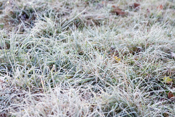 frozen grass