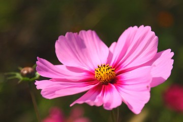 Fototapeta premium cosmos rose