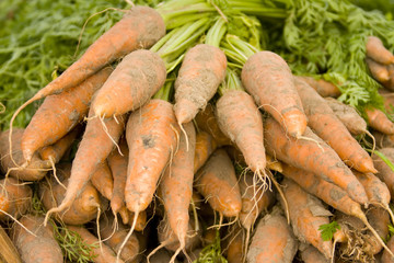 carrots