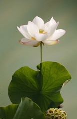 white lotusflower blossom open and closed