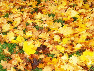 feuillage..,les couleurs de novembre
