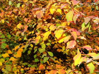 feuillage d'arbre en automne