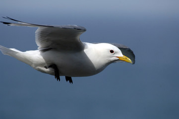 Möwe