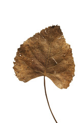 dry leaf over a white background