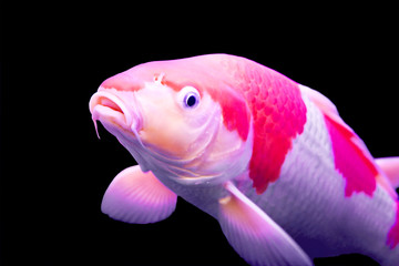Obraz premium Big colorful Koi carp in a aquarium