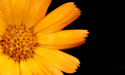 fine closeup image of orange flower background