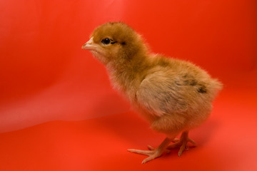 Chicken on a red background.