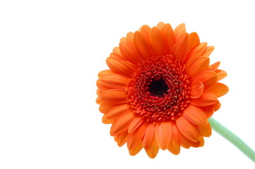 gerbera daisy flower isolated on white background