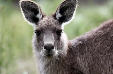 Papier Peint photo Kangourou Australian Grey Kangaroo,Tidbinbilla Nature Reserve