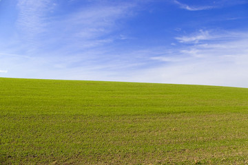 Fototapeta na wymiar paesaggio prato verde e cielo blu - landscape