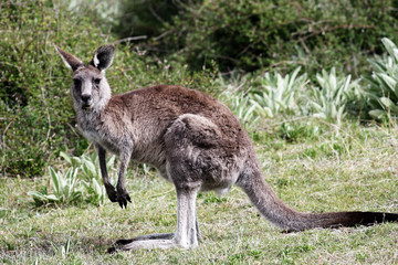 Fototapeta premium Australian Grey Kangaroo, Tidbinbilla Nature Reserve