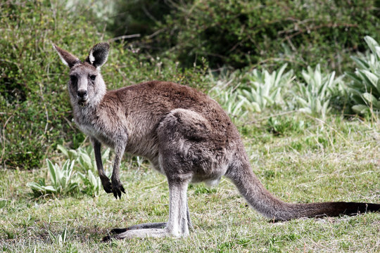 Australian Grey Kangaroo, Tidbinbilla Nature Reserve