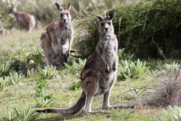 Naklejka na ściany i meble Australijski Kangur szary, Tidbinbilla Nature Reserve