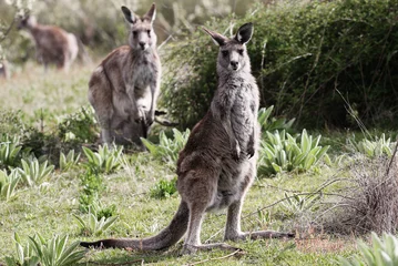 Papier Peint photo Lavable Kangourou Australian Grey Kangaroo,Tidbinbilla Nature Reserve