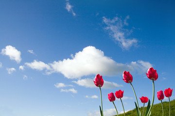 Spring red tulips and green grasson blue sky background.