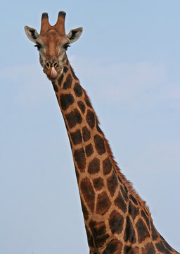 Fototapeta Giraffe mit rausgestreckter Zunge, Südafrika