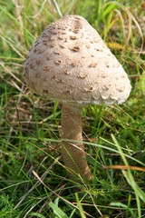 Pilz