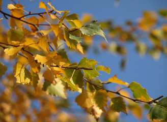 twig