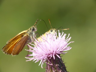 Macro Papillon