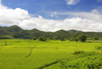 Fototapeta na wymiar Green paddy field in the north of Thailand