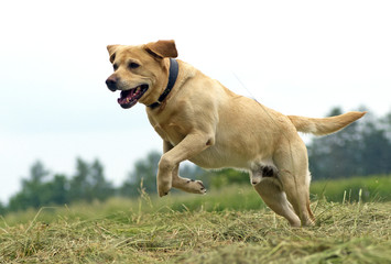 running dog