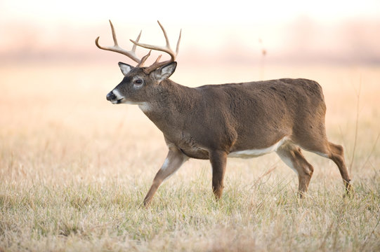 A whitetail buck runs through a meadow shortly after sunrise.