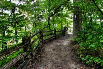 Canadian Forrest in Fall, in the Ontario region