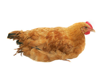 a young female hen chicken over white