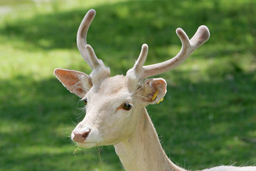 a young light colored male deer with soft new antlers