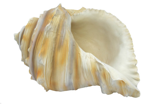 a full shell over clean white background