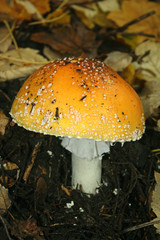 Large Orange Mushroom