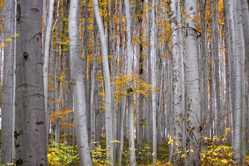 Autumn landscape