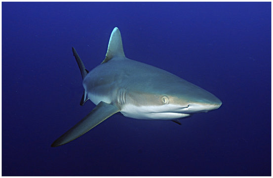 requin gris