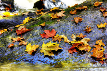 An orange maple leaf in a stream in autumn