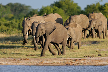 African elephants (Loxodonta africana), Hwange N/P, Zimbabwe
