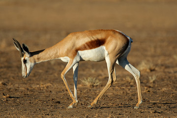 Springbok (Antidorcas marsupialis), Kalahari, South Africa