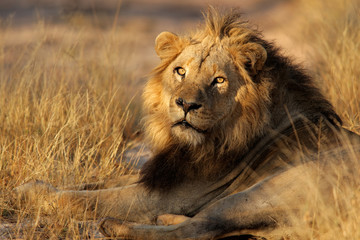 Plakat Duży samiec lwa afrykańskiego (Panthera leo), Republika Południowej Afryki.
