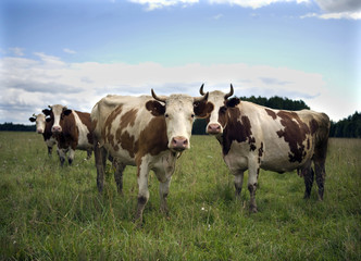 Fototapeta na wymiar cows in nature on blue sky and green grass