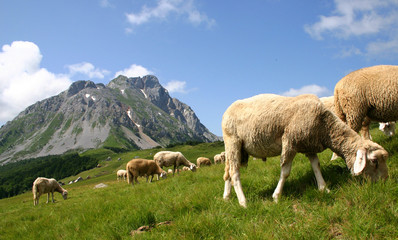 Obraz premium Mountain Komovi