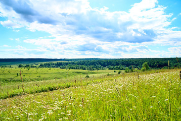 Fototapeta premium summer landscape field of green grass