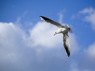 Fototapeta na wymiar seagull gliding in cloudy sky with spread wings
