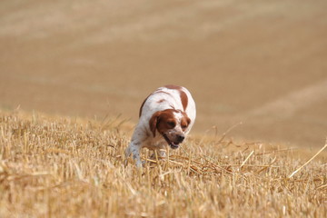 l'epagneul breton en pleine chasse dans les champs