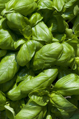 basil